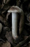 Inocybe fraudans image