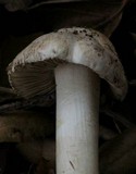 Inocybe fraudans image