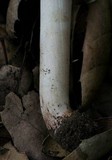Inocybe fraudans image