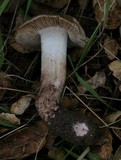 Inocybe fraudans image