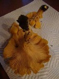 Cantharellus formosus image