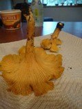 Cantharellus formosus image