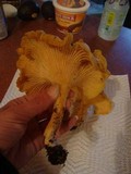 Cantharellus formosus image