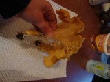Cantharellus formosus image