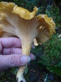 Cantharellus formosus image