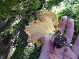 Cantharellus formosus image