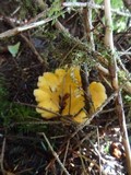 Cantharellus formosus image