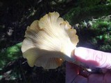 Cantharellus formosus image