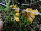 Cantharellus formosus image