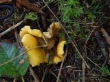 Cantharellus formosus image