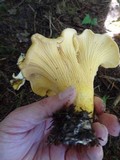 Cantharellus formosus image