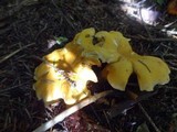 Cantharellus formosus image