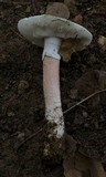 Amanita cruentilemurum image