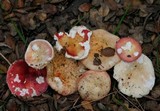 Russula maculata image