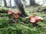 Hygrophoropsis aurantiaca image