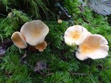 Hygrophoropsis aurantiaca image