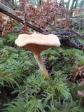 Hygrophoropsis aurantiaca image