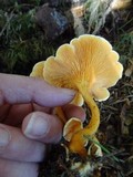 Hygrophoropsis aurantiaca image