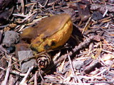 Gastroboletus turbinatus image