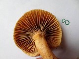 Chroogomphus tomentosus image