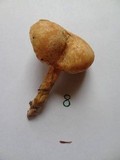 Chroogomphus tomentosus image