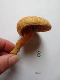 Chroogomphus tomentosus image