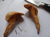 Chroogomphus tomentosus image