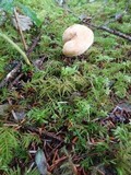 Chroogomphus tomentosus image