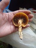 Chroogomphus tomentosus image