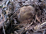 Gastroboletus turbinatus image