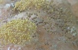 Rhizopus stolonifer image