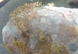 Rhizopus stolonifer image