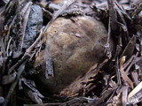 Gastroboletus turbinatus image