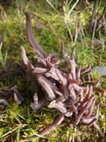 Alloclavaria purpurea image