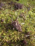 Alloclavaria purpurea image