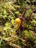 Alloclavaria purpurea image