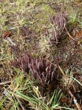Alloclavaria purpurea image