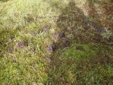 Alloclavaria purpurea image