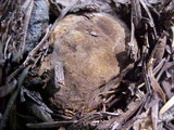 Gastroboletus turbinatus image