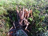 Alloclavaria purpurea image