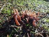 Alloclavaria purpurea image