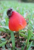 Hygrocybe nigrescens image