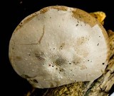 Ossicaulis lignatilis image