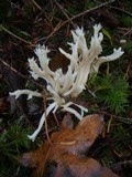 Clavulina coralloides image