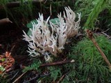 Clavulina coralloides image