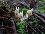 Clavulina rugosa image