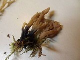 Clavulina rugosa image