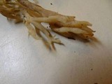 Clavulina rugosa image