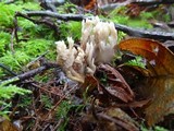 Clavulina rugosa image