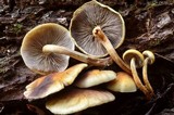 Hypholoma capnoides image